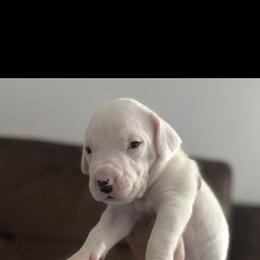 Boy 5 - Dogo Argentino puppy from First-Class Lineage