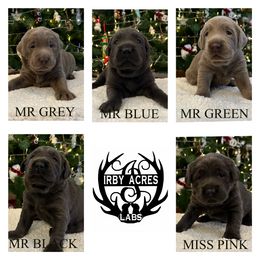 Dilute Retriever Puppies from Irby Acres Labs