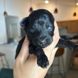 Twix - Black phantom male Aussiedoodle puppy in Spring Hill, Florida from Pawprint Dreams Boarding and Kennel
