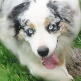 Australian Shepherds and Pomeranians from Fantasy Pomeranians