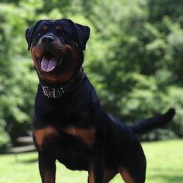 Raven - Rottweiler