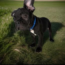 Barkley - Black and white male French Bulldog puppy in Orange, California from French Farms