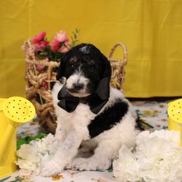 Blue - Parti male Poodle puppy in Peyton, Co, Usa, Colorado from Peyton Poodles