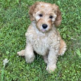 Goldendoodle Puppies from Coal Country Doodles