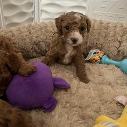 Poodle Puppies from Poodles 4 Life