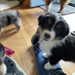 Miniature American Shepherd Puppies from Stones River Miniature American Shepherds