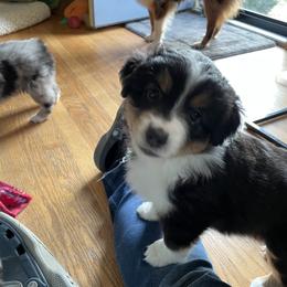 Miniature American Shepherd Puppies from Stones River Miniature American Shepherds