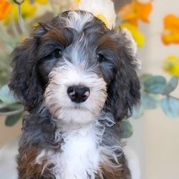 Gavin - Tri-color male Bernedoodle puppy in Yuciapa, California from AlltheDoodlez_