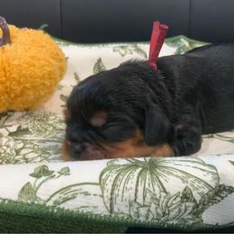 Huey - Tri-color male Cavalier King Charles Spaniel puppy in Cerro Gordo, North Carolina from Cloverleaf K9 Connections