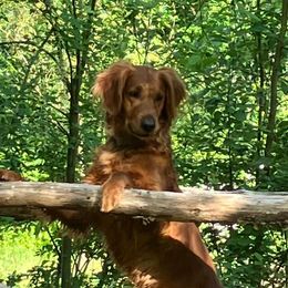Blue - Golden Retriever