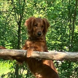 Blue - Golden Retriever