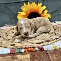 Tortas - Red male Cockapoo puppy in Beresford, South Dakota from DAKOTA DOOD RANCH