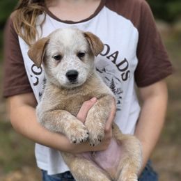 Fletcher - Red speckled male Australian Cattle Dog puppy in Rhoadesville, Virginia from Rosewood Farms Australian Cattle Dogs
