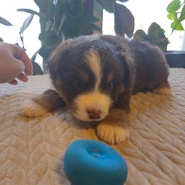 Yeti (blue collar) - Red tri-color male Miniature American Shepherd puppy in Griswold, Connecticut from Flatrock's Mini American Shepherd's
