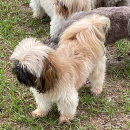 Booker - Shih Tzu