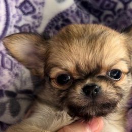 Boy 1 - Chihuahua puppy from Sweet Bean Chihuahuas