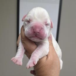 Slide - White female Boxer puppy in Red Boiling Springs, Tennessee from Silver Rain