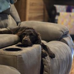 Boykin Spaniel and English Springer Spaniel All Grown Up from 31 Pines Springers & Retrievers