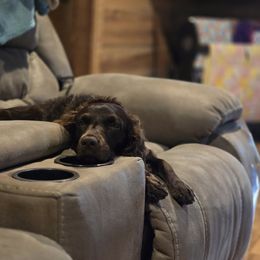 Boykin Spaniel and English Springer Spaniel All Grown Up from 31 Pines Springers & Retrievers