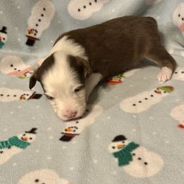 Red Tri - Red tri male Toy Australian Shepherd puppy in Stephenville, Texas from Rockin J Lil Aussies