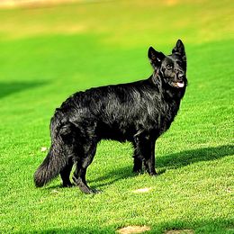 Czar - German Shepherd