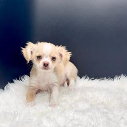Pippin - Cream and white male Chihuahua puppy in Simpsonville, South Carolina from N&T's Chihuahuas