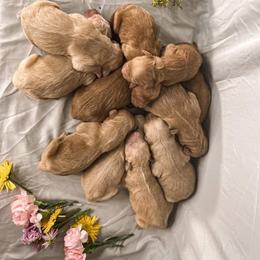 Goldendoodle Puppies from ENC Goldendoodles