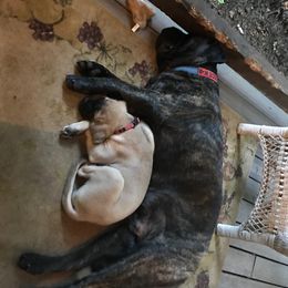 Mastiff Puppies from Celtic's Mastiffs