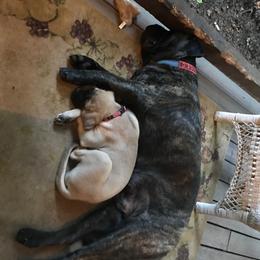 Mastiff Puppies from Celtic's Mastiffs