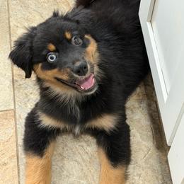 Cobra - Black tri male Miniature Australian Shepherd puppy in Bohemia, New York from Wiggle Bum Ranch