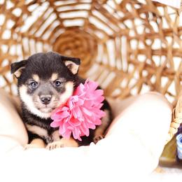 Mina - Black and Tan Girl - Black and tan female Shiba Inu puppy in Neosho, Missouri from Sunny Terrace Shibas