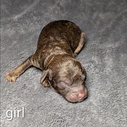 Cordelia - Brown and tan female Cockapoo puppy in Sunset, Louisiana from Cano Cockapoos