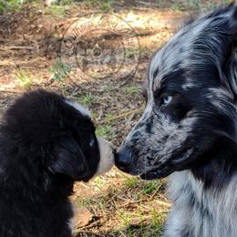 Ranger - Australian Shepherd