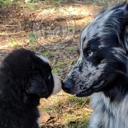 Ranger - Australian Shepherd
