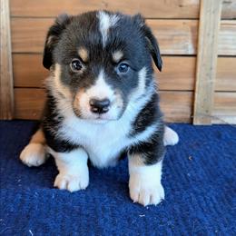 Molly - Black and tan female American Corgi puppy in Shawnee, Oklahoma from Sunray Ranch