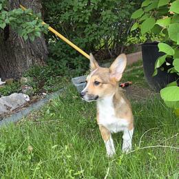 Fern - Sable and white female Cardigan Welsh Corgi puppy in Fort Collins, Colorado from The Puppies Of Oooo