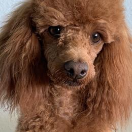Ruby - Poodle