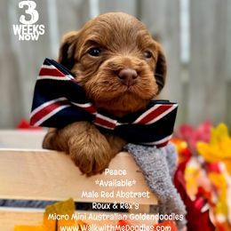 Peace - Red male Double Doodle puppy in Orange, Texas from Walk with Me Doodles