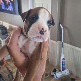 Sugar - Fawn female Boxer puppy in Louisville, Kentucky from Nelson’s Fancy Frenchies and Bulldogs