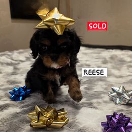 REESE - Black and tan female Cavalier King Charles Spaniel puppy in Lehi, Utah from Angels and Nobility Cavaliers