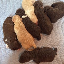 Tangerine - Brown female Lagotto Romagnolo puppy in Micanopy, Florida from Fortuna Farms