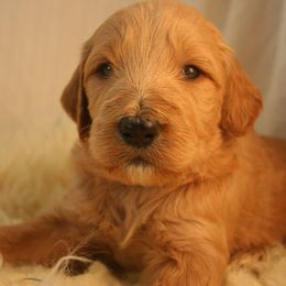 Aussiedoodle, Goldendoodle, and Pyredoodle Puppies from Loving Doodle