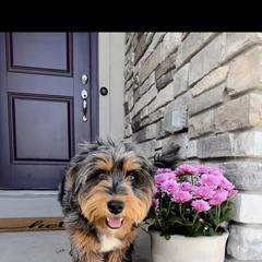 REMI - Australian Mountain Doodle