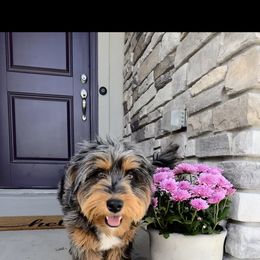 REMI - Australian Mountain Doodle