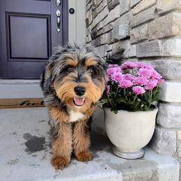 REMI - Australian Mountain Doodle