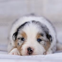 Ives - Blue merle male Australian Shepherd puppy in Weatherford, Texas from Ridgestar Aussies