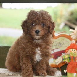 Australian Shepherd, Goldendoodle, and Poodle Puppies from 5AFarms
