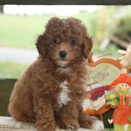 Australian Shepherd, Goldendoodle, and Poodle Puppies from 5AFarms