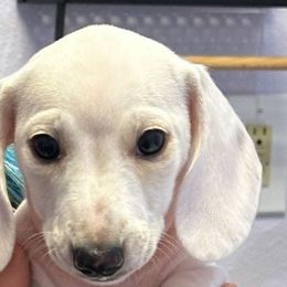 George Strait - Dachshund puppy from Empire's Dachshunds