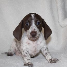 Sage - Piebald female Dachshund puppy in Fairfax, Iowa from Grayson’s Lovable Dachshunds